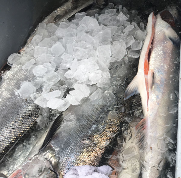 Marin Coast Salmon Report