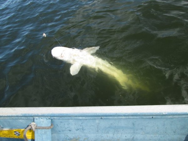 San Pablo Reservoir Fish Report