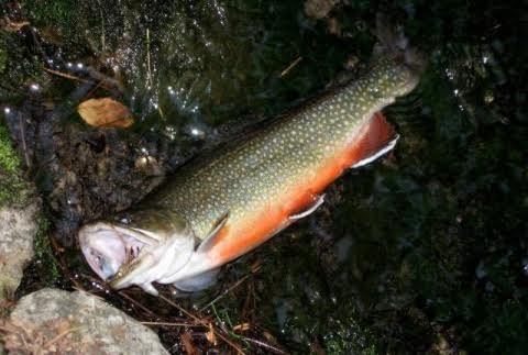 Hat creek fly store fishing report