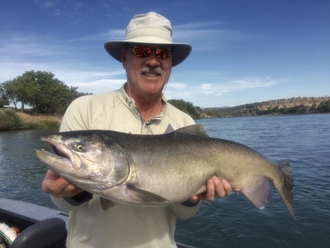 Sacramento River Salmon Run Appears!