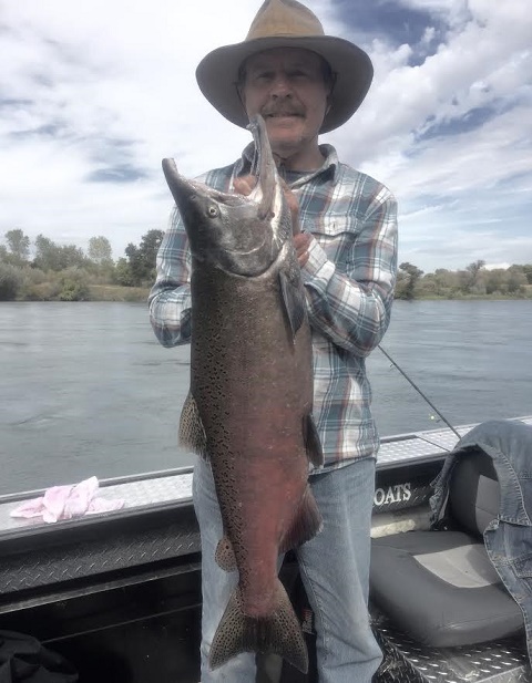 New week for Sac salmon!