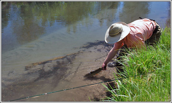 Hat Creek Fishing Report