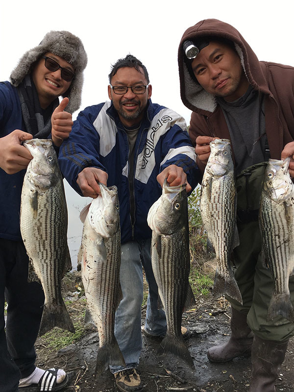 Sacramento River - Rio Vista Fish Report - Sacramento River - Rio Vista -  Rio Vista Striper Action - December 12, 2016