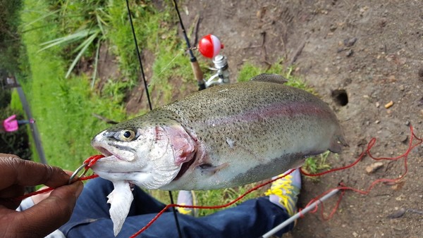 Temescal Fishing  Report