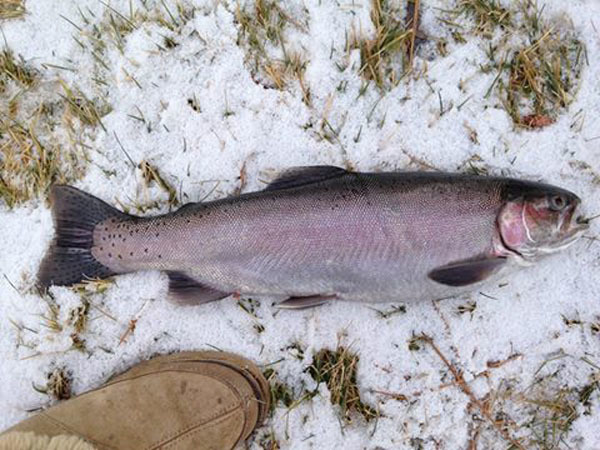 Eagle Lake Trout Update