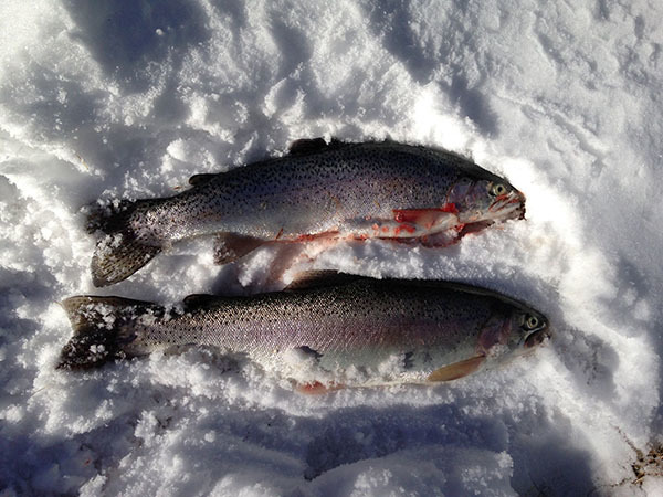 Eagle Lake trout on ice!