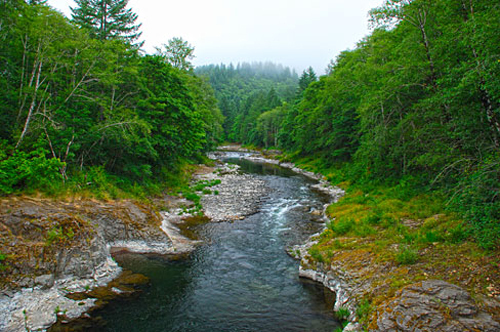 Wilson River Fish Report Tillamook OR Tillamook County