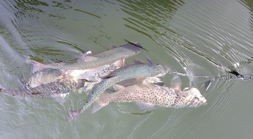 Siskiyou Trout are Biting