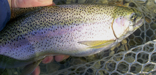 How Do I Fish This: Lower Yuba River – Keep Calm and Fly Fish