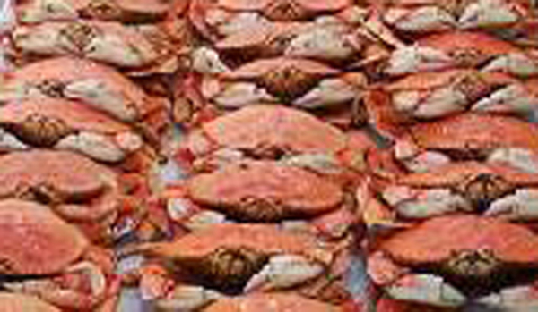 Marin Coast Crabs