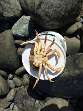 Baker Beach Fish Report - Baker Beach - Crab Snaring by the Golden