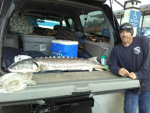 Sherman Island Sturgeon Report