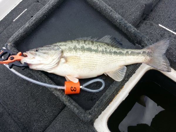 Folsom Lake Fishing Report