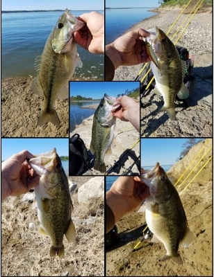 Lake Camanche Fishing Report