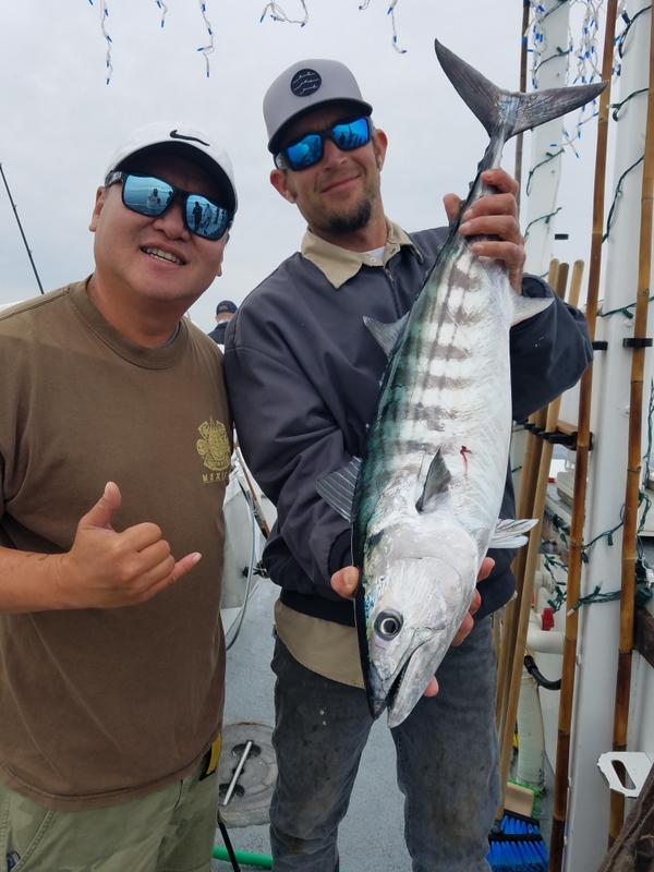 Fish Report - Bonito