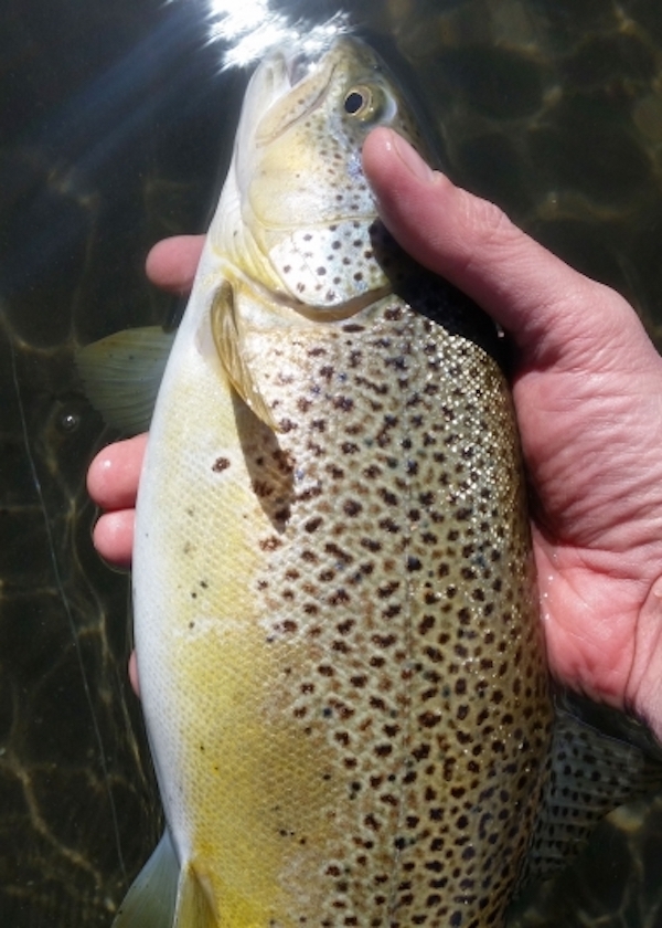 Wood River: Oregon Fishing Guide, Brown Trout Fly Fishing