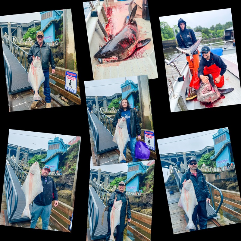 Sea Bass, Ling Cod, Halibut, & Shark?? 🦈 