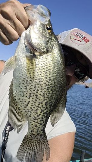 Crappie fisherman of arizona (affiliated with the National Crappie