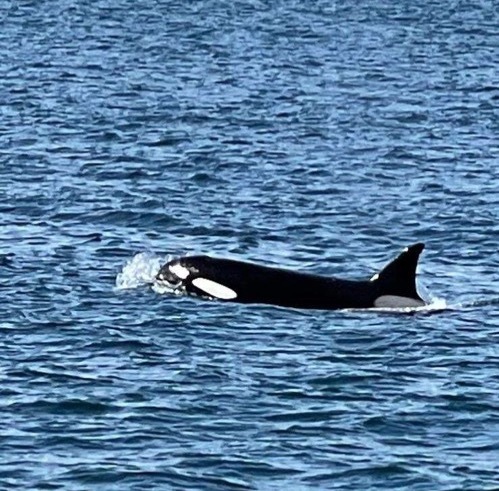 Orcas Spotted in Depoe Bay!