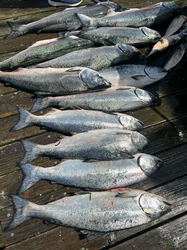 Limits of salmon!
