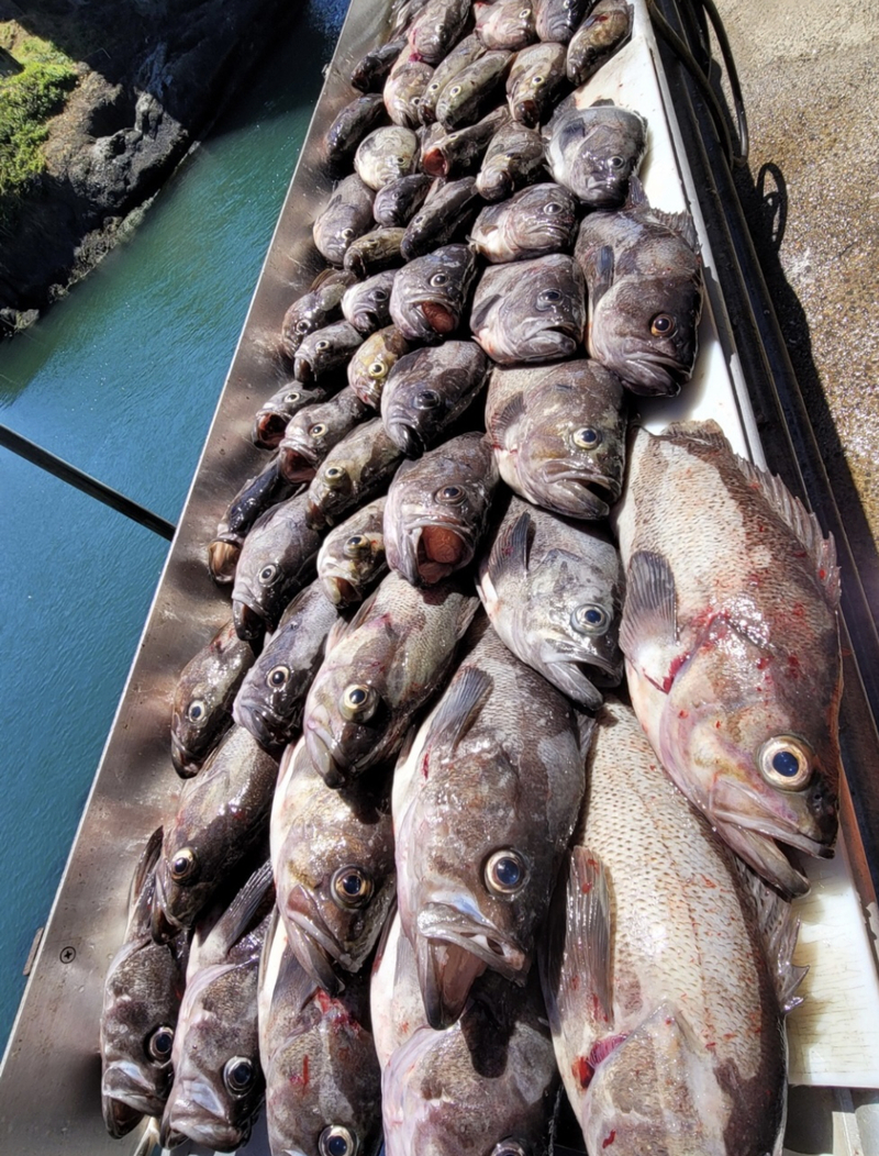 Rockfish Bonanza!