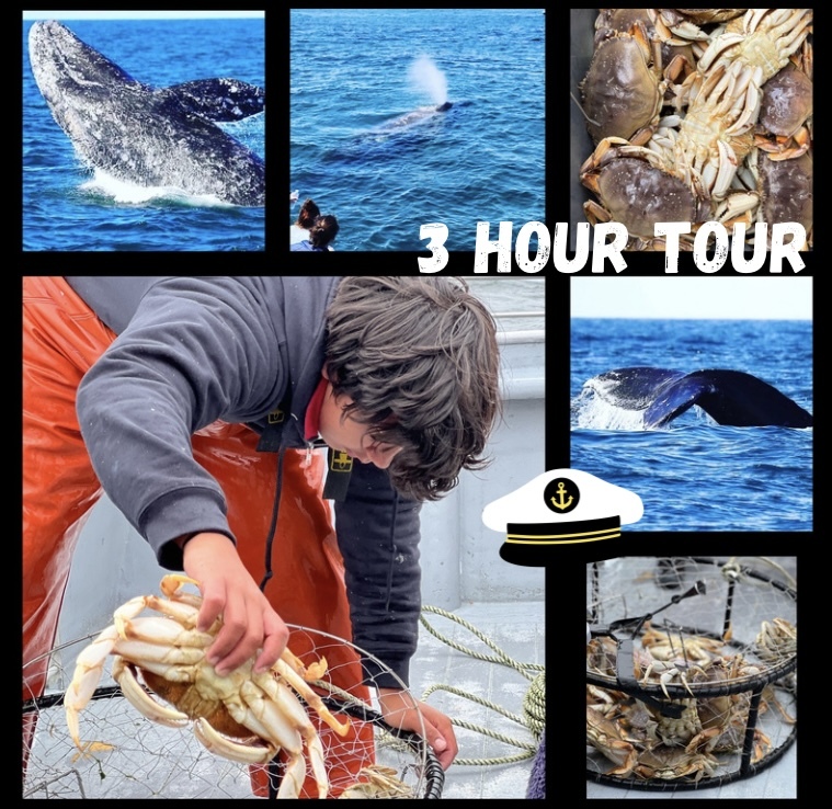 New 3 Hour Tour!  Crabbing & Scenic Whale Watching Cruise
