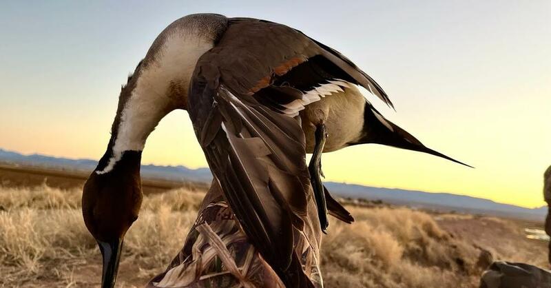 Waterfowl 2022-2023 Season Highlights Arizona Duck Hunting