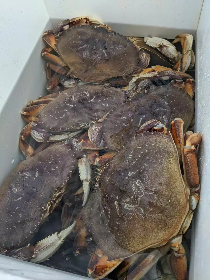 Dungeness Crab Season!