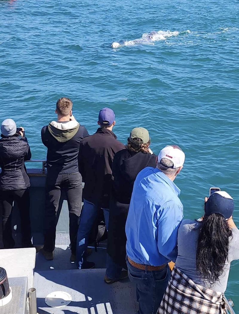 Whale Watching Report