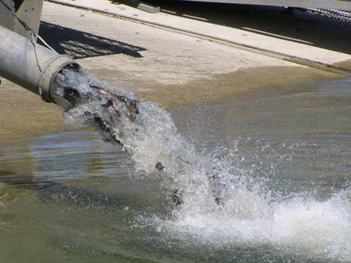 East Bay Trout Plants