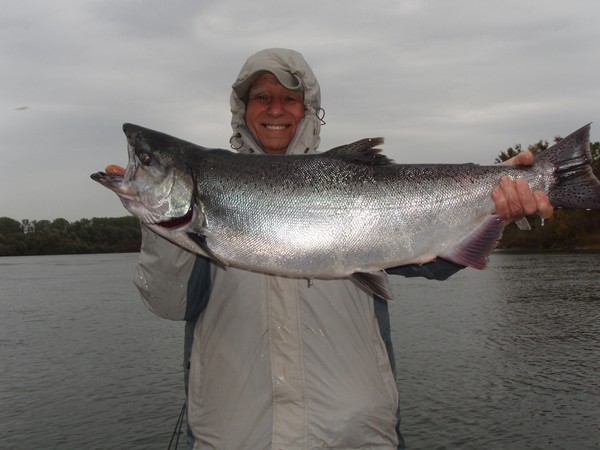 Late Fall king salmon make move up Sacramento River