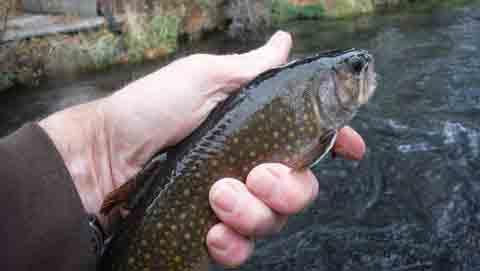 ​Non-existent crowds fishing Hat Creek