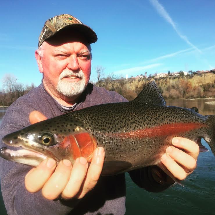 Sacramento River steelhead fishing report