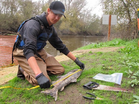 Learning from carcasses and final fish counts