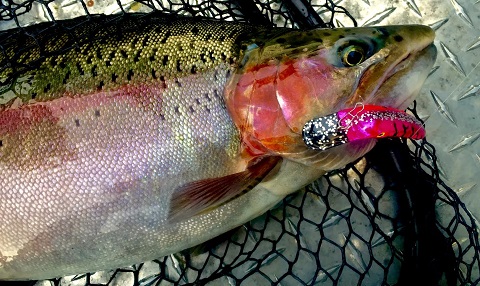 Trolling Small Hot Shot Plugs for Rainbow Trout 