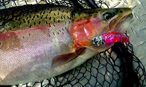 Fishing - Plug fishing for steelhead