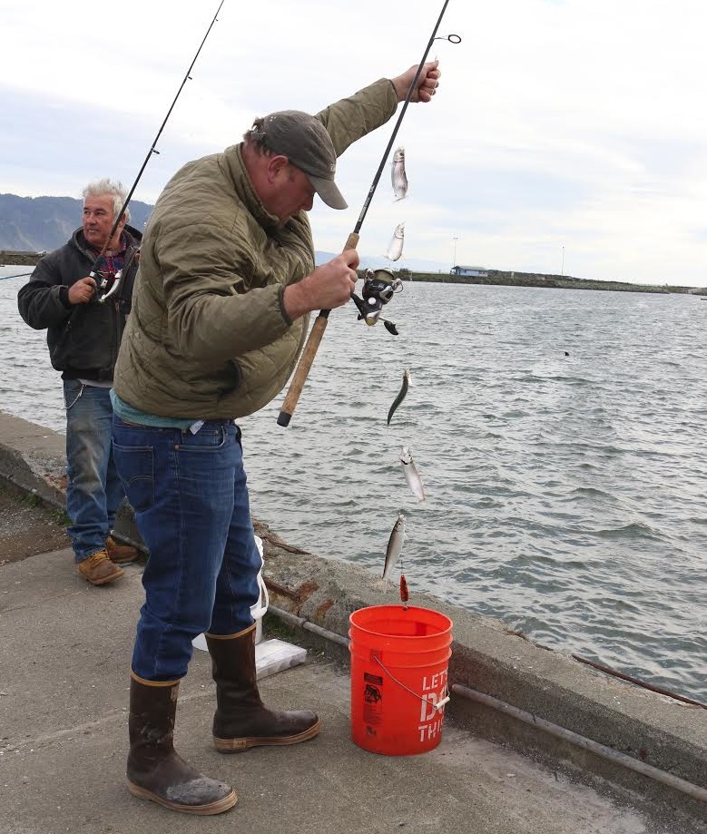 Pacific herring arrive at Crescent City