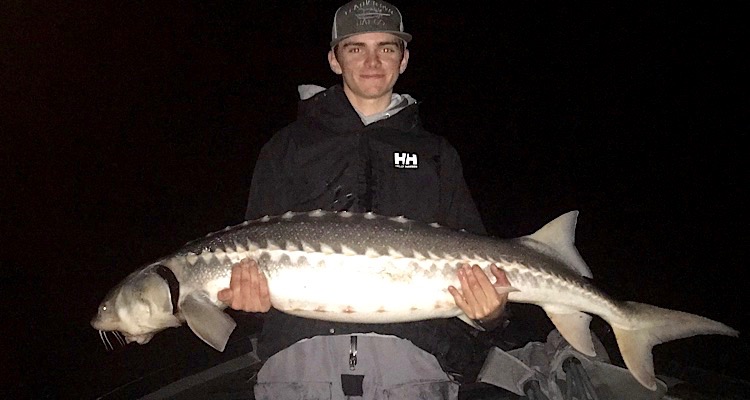 Sacramento River White Sturgeon Biting!