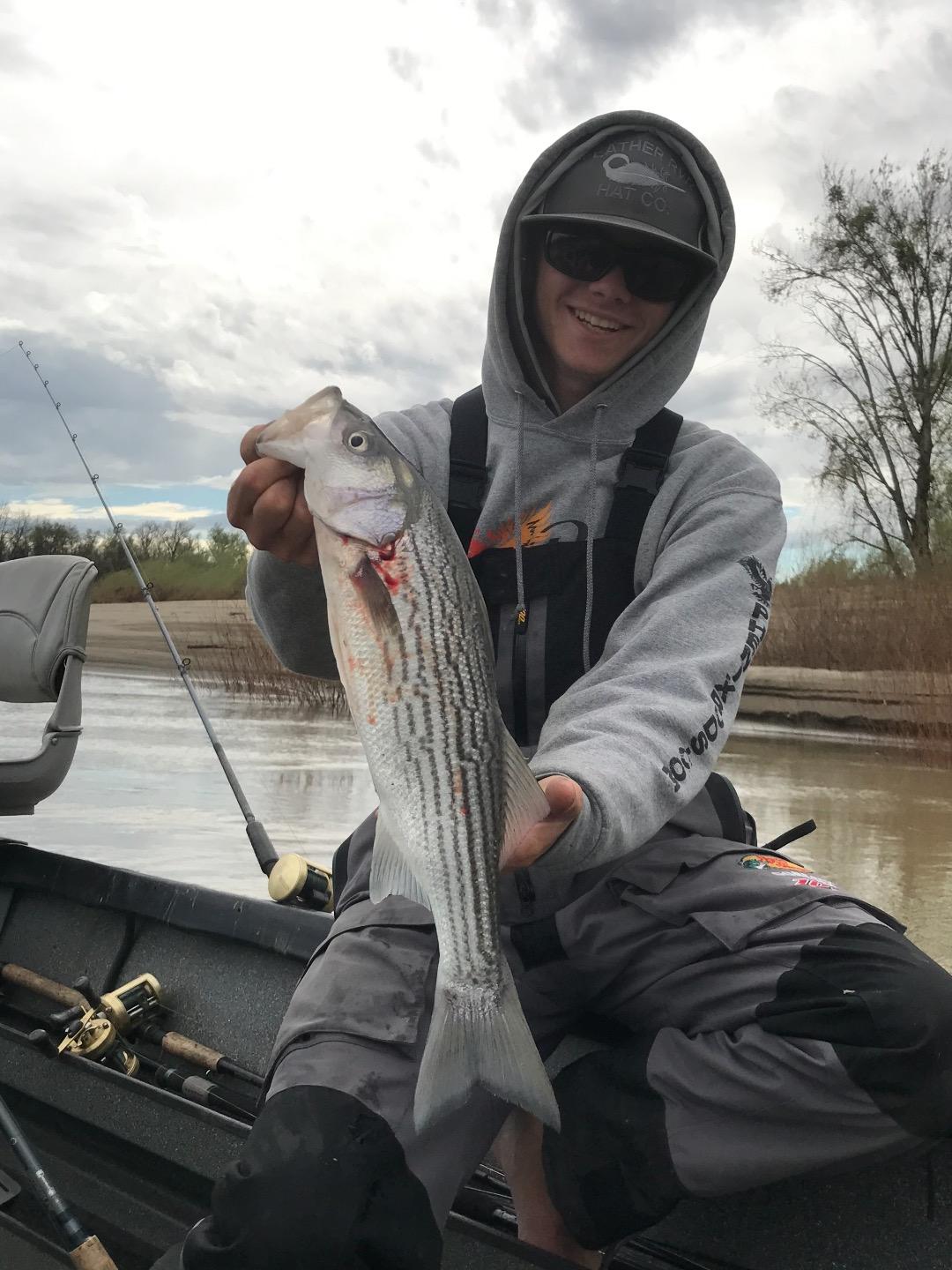Striped Bass Show Up In The Sacramento River