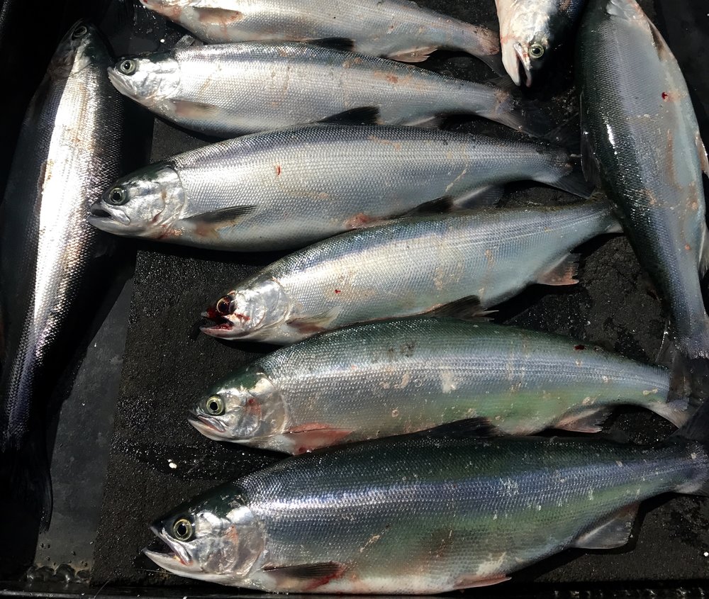 Whiskeytown kokanee bite hard and fast