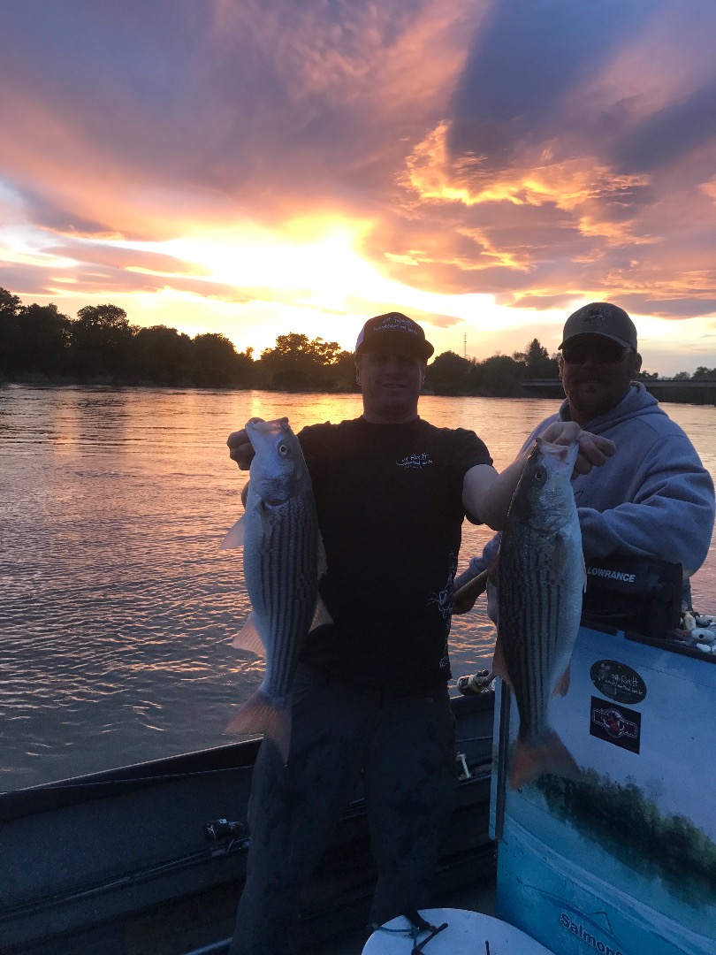 Best Striped Bass Run In A Decade Is Happening NOW!!!!