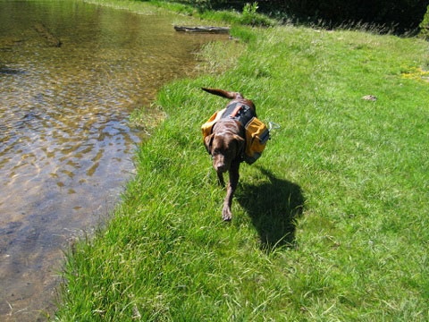 A Happy Dog is a Panting Dog