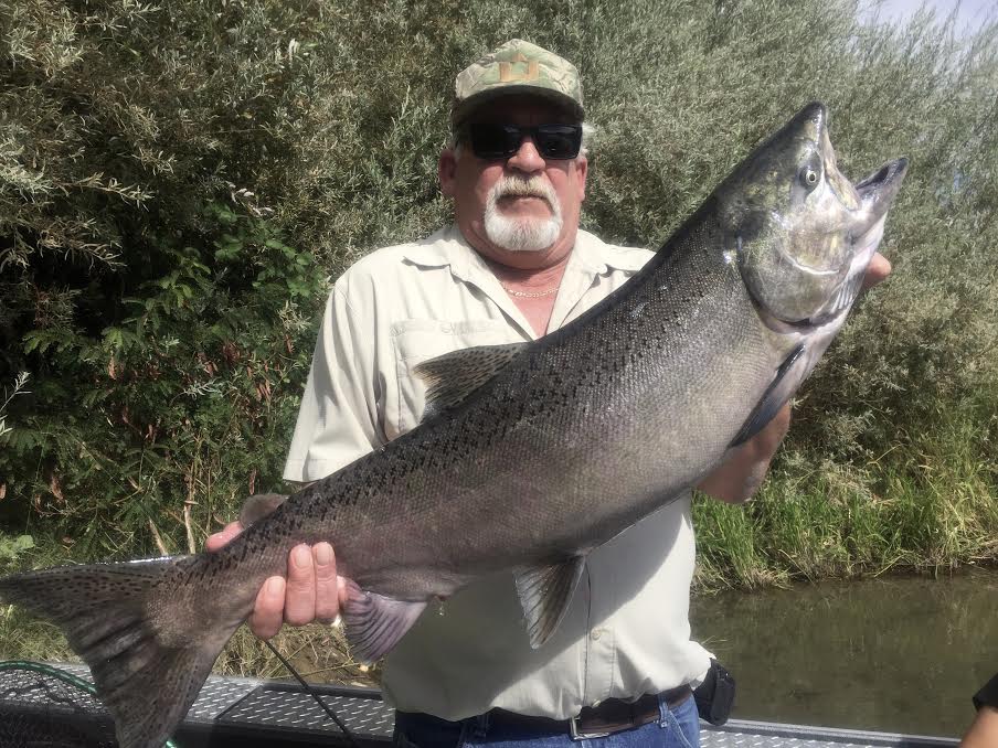 Sacramento River King salmon 2017!