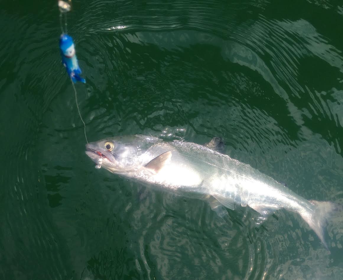 Trinity Lake salmon bag limit increased for 2017