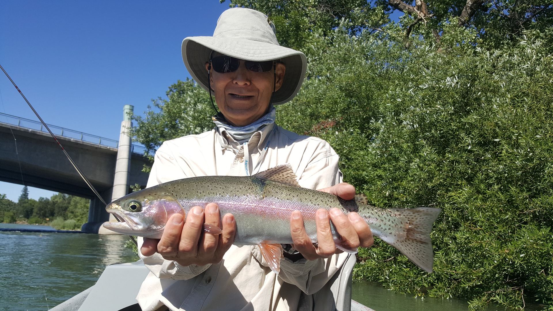 Trophy wild rainbows