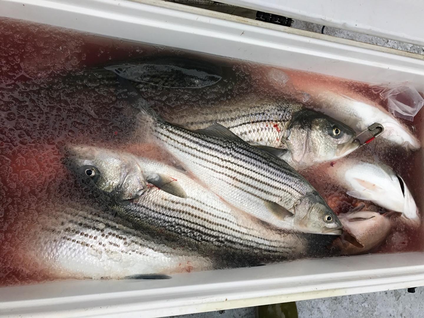 Limits of striped bass by 8:30 AM