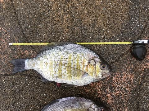 Pregnant Perch and Breaching Whales