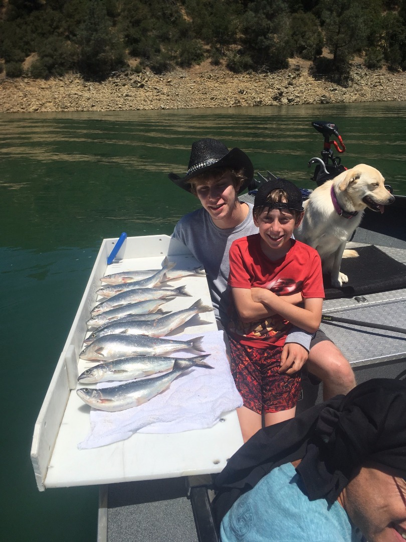 Kokanee trinity lake