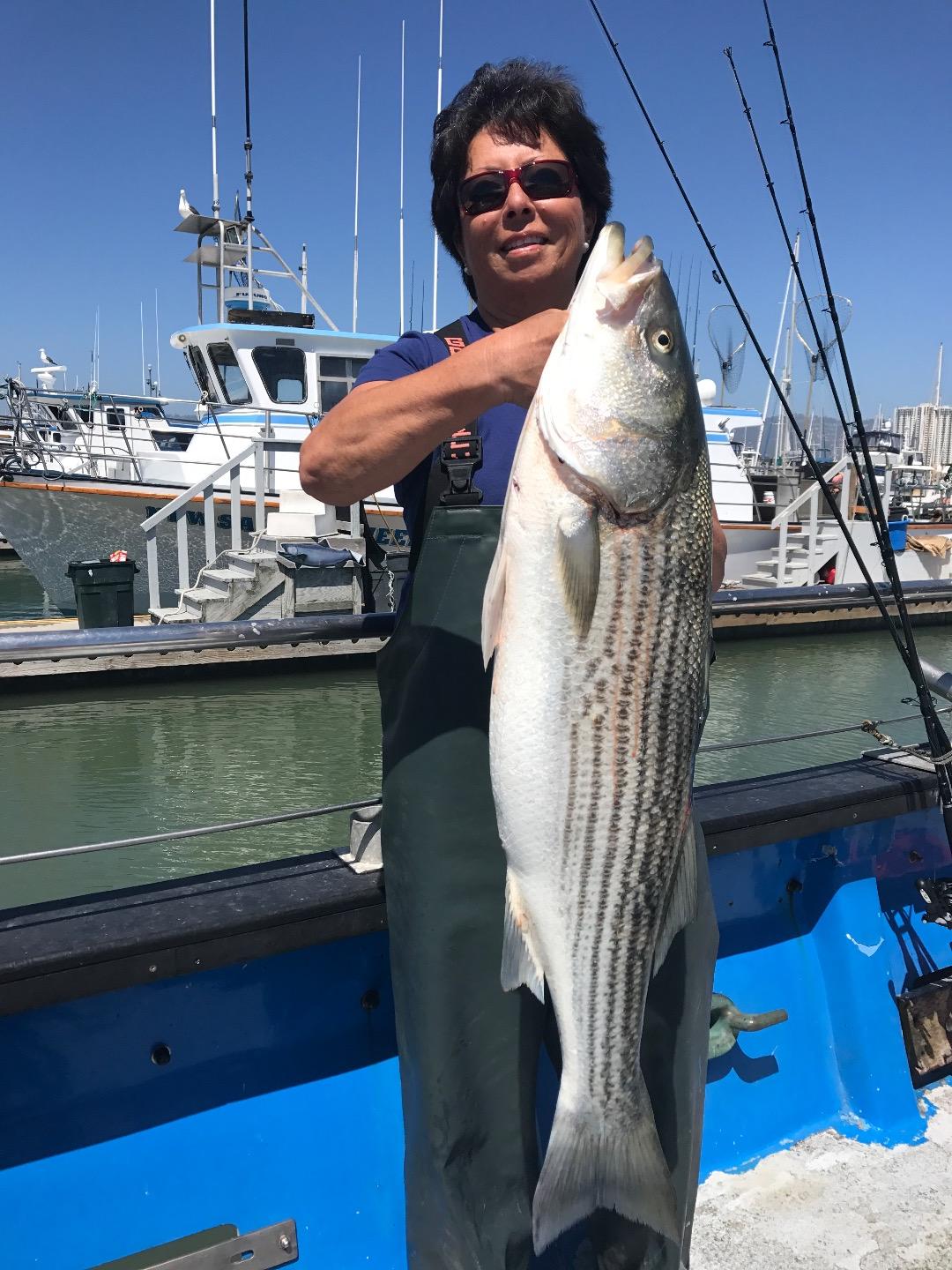 Striped bass limits