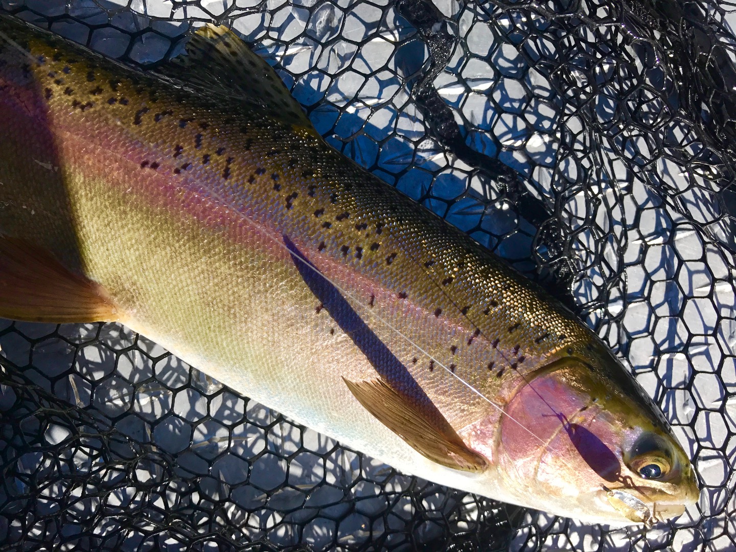 Fast action wild rainbows! 